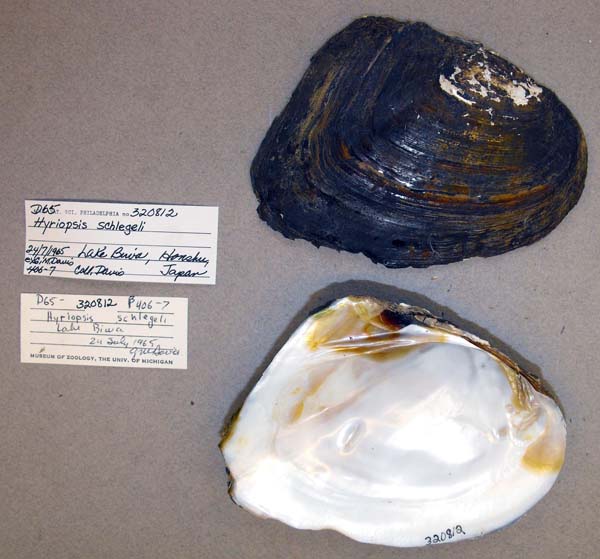 specimen