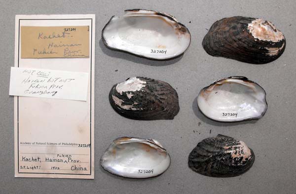 specimen