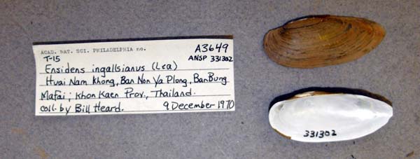 specimen