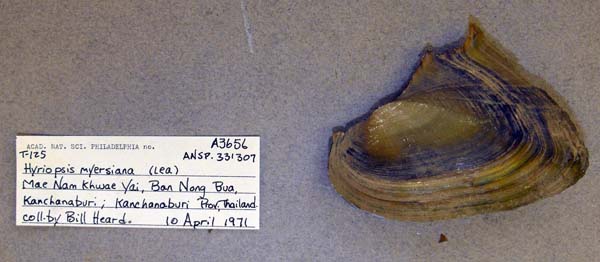specimen