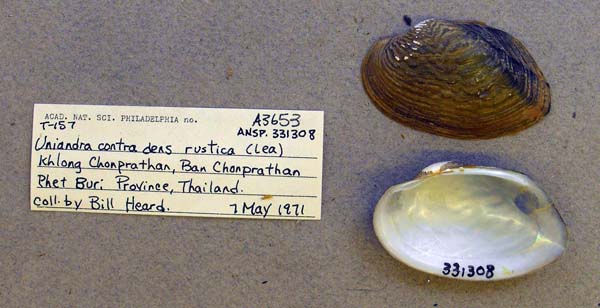 specimen