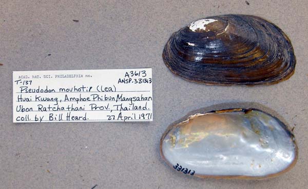 specimen