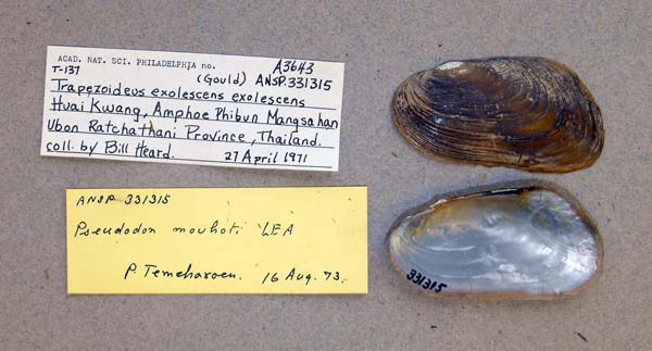 specimen