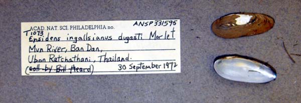 specimen