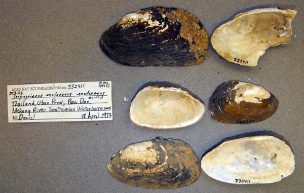 specimen