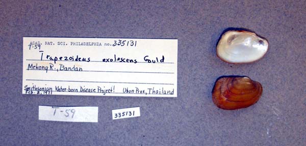 specimen