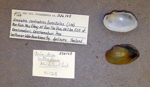 specimen