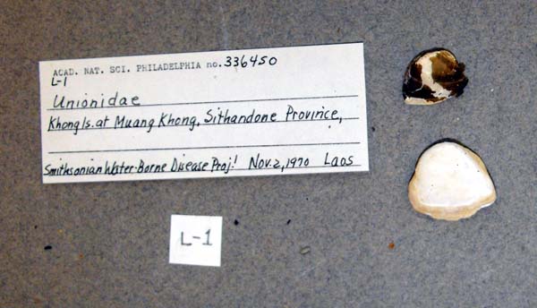 specimen