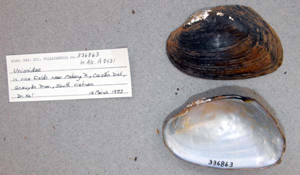 specimen