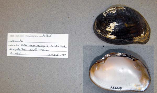 specimen