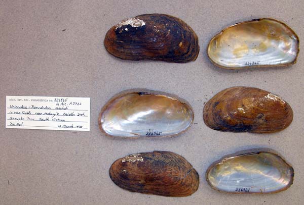 specimen