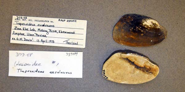 specimen