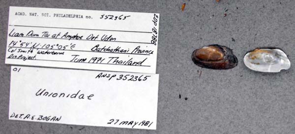 specimen