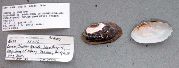 specimen