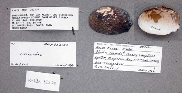 specimen