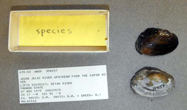 specimen