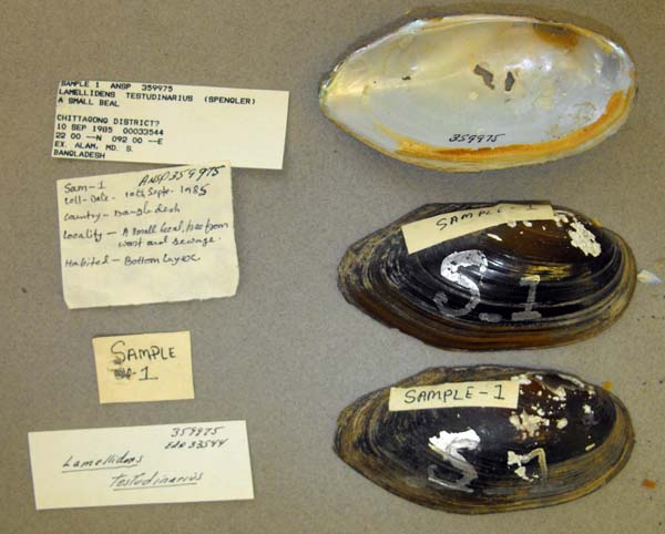 specimen