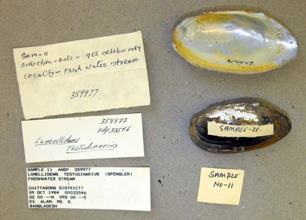 specimen