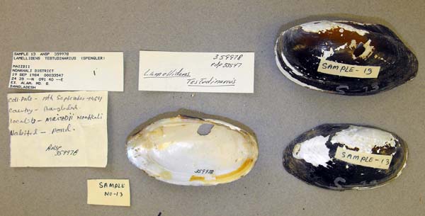 specimen