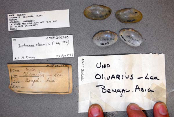 specimen