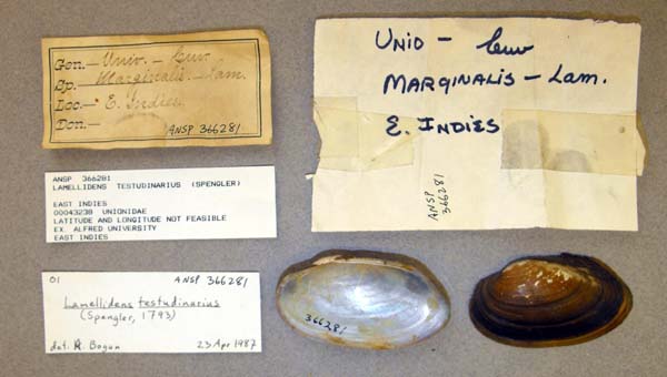 specimen