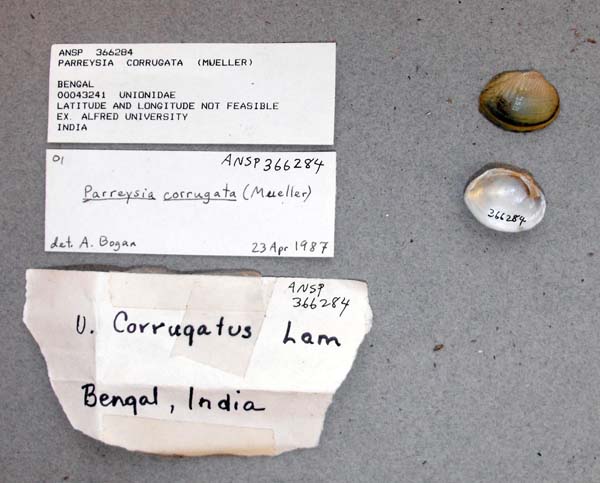 specimen