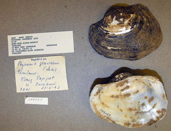 specimen