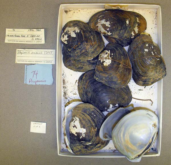 specimen