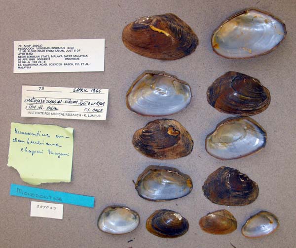 specimen