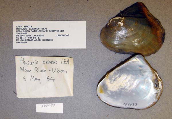 specimen
