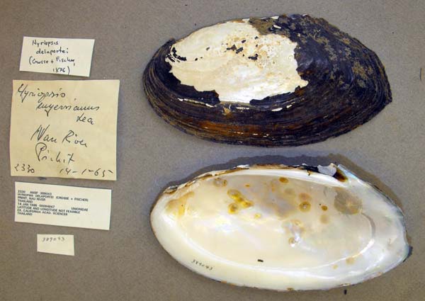 specimen