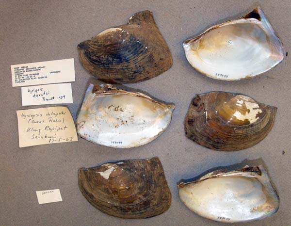 specimen