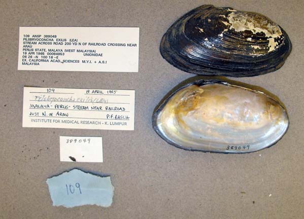 specimen