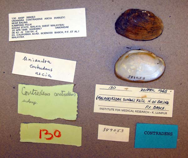 specimen