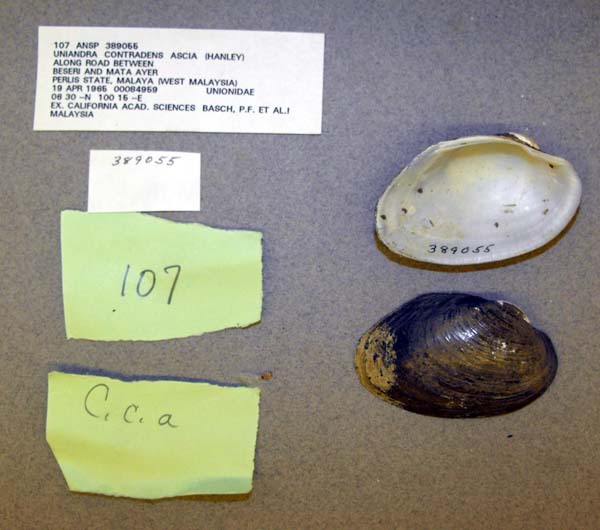 specimen
