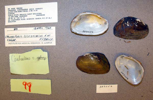 specimen