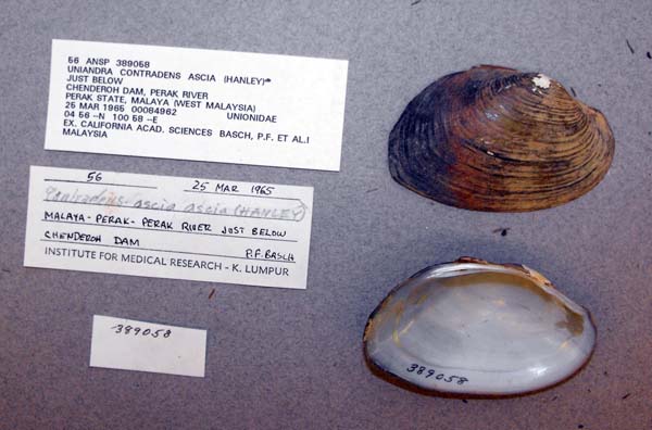 specimen