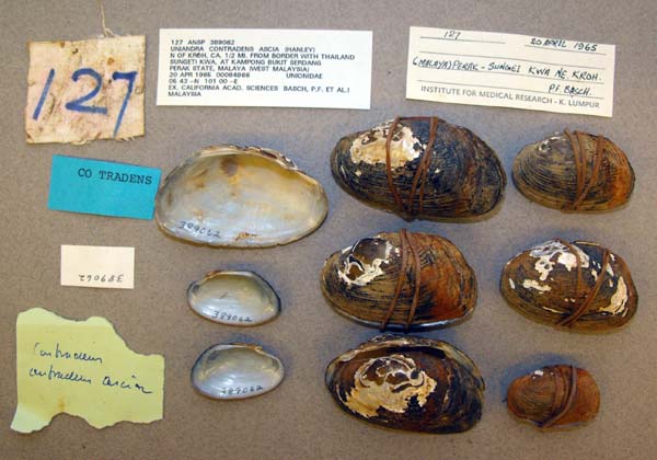 specimen