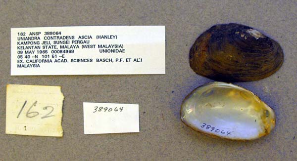 specimen