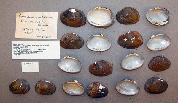 specimen