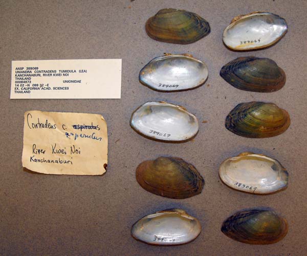 specimen