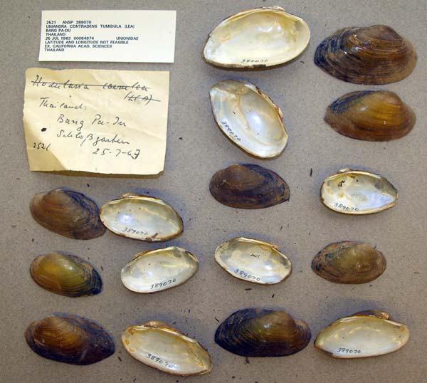 specimen
