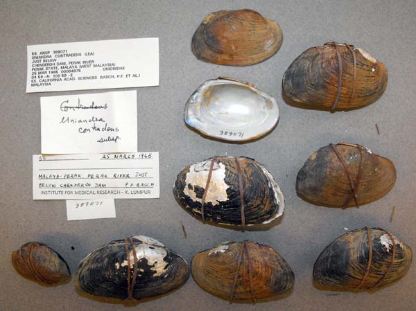 specimen