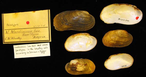 specimen