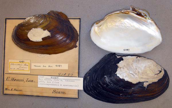 specimen