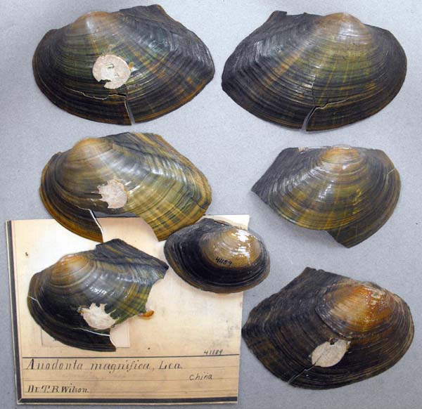 specimen