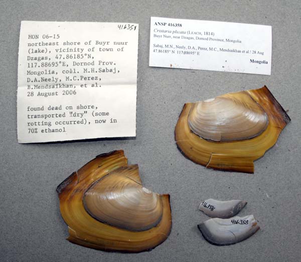 specimen