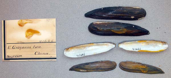 specimen