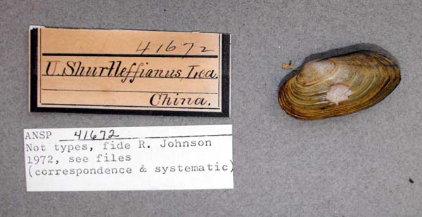 specimen
