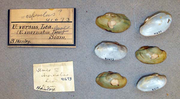 specimen
